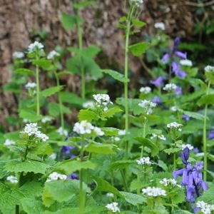 Meet your Posher, Sophia